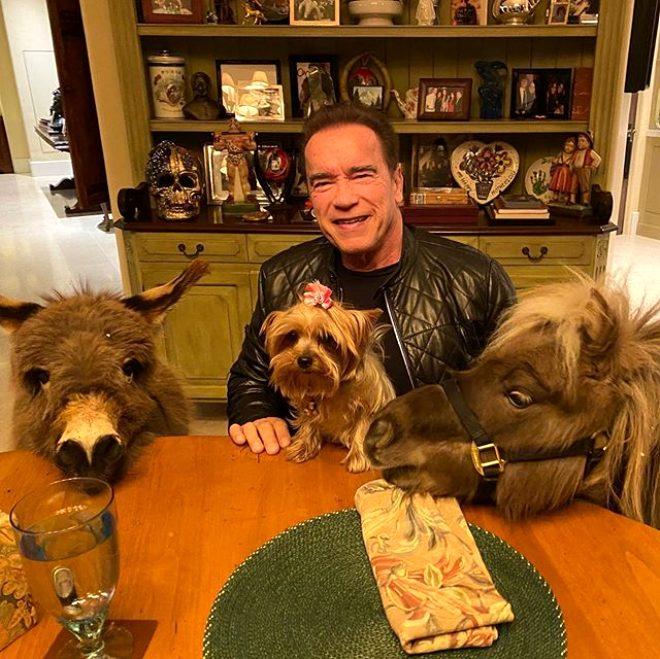 Efsane oyuncu Arnold Schwarzenegger eşeğini ofise getirdi