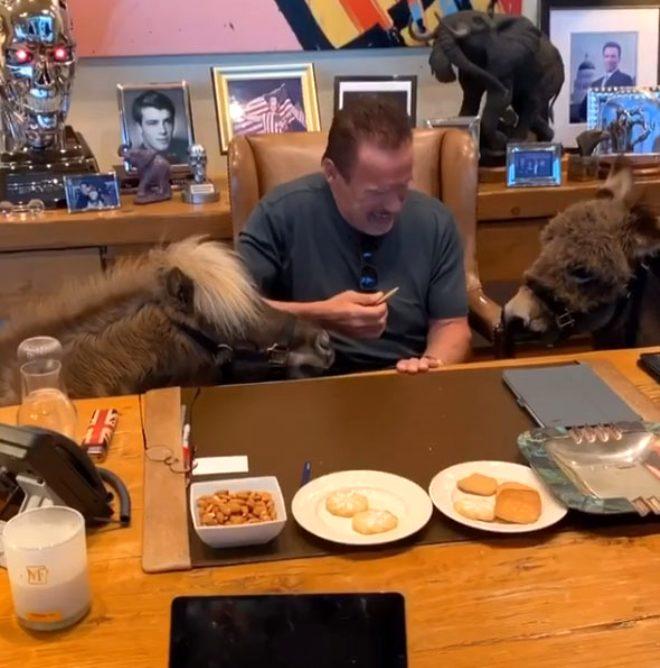 Efsane oyuncu Arnold Schwarzenegger eşeğini ofise getirdi
