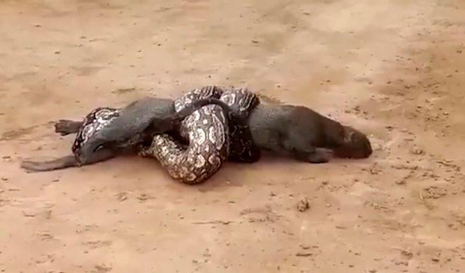 Boa yılanı ve pumanın ölümüne mücadelesi görüntülendi! Hikayenin sonu çok farklı