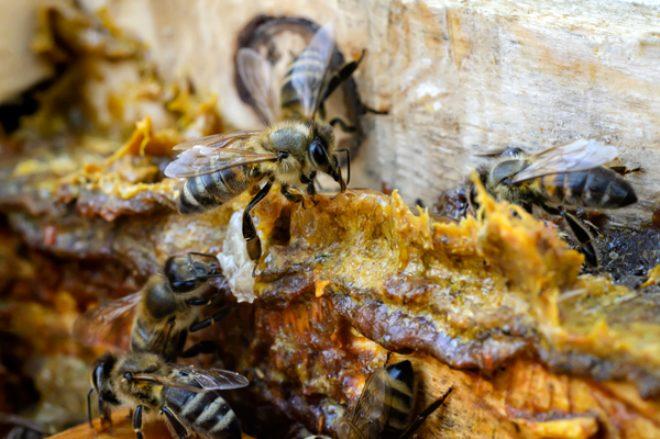 Koronavirüsle savaşta en etkili silah! Günde en az 2 tatlı kaşığı tüketmek gerekiyor