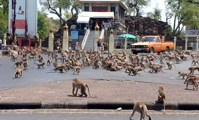 Tayland'da korkunç manzara! Koronavirüs yüzünden aç kalan maymunlar şehri bastı!