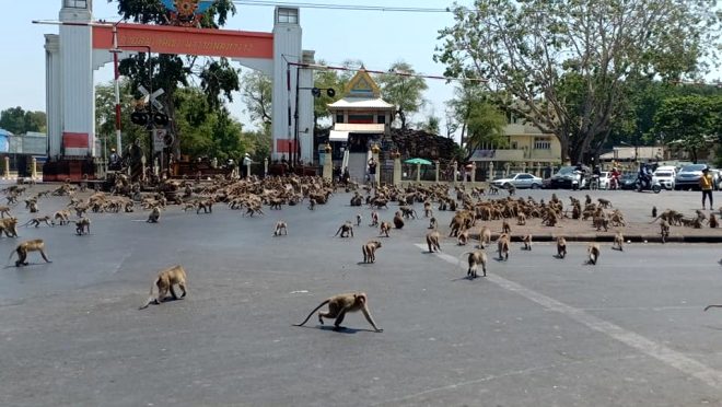 Tayland'da korkunç manzara! Koronavirüs yüzünden aç kalan maymunlar şehri bastı!