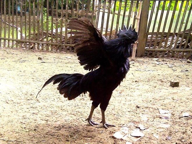 Gagasından iç organlarına kadar her şeyiyle siyah olan özel tavuk: Ayam Cemani