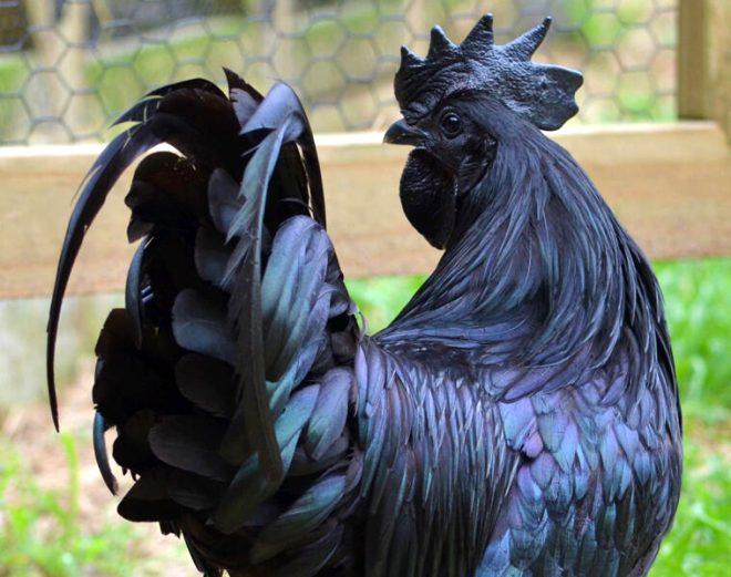 Gagasından iç organlarına kadar her şeyiyle siyah olan özel tavuk: Ayam Cemani