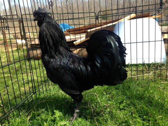 Gagasından iç organlarına kadar her şeyiyle siyah olan özel tavuk: Ayam Cemani