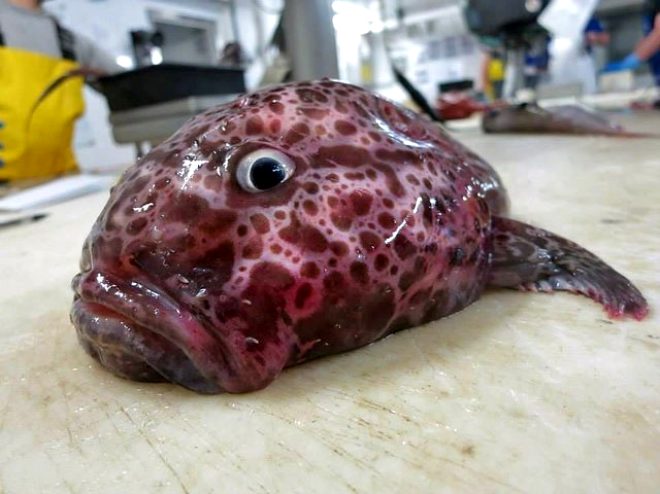 Bu dünyaya ait olamazlar! Rus balıkçının denizden çıkardığı ilginç canlılar görenleri ürküttü