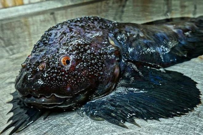 Bu dünyaya ait olamazlar! Rus balıkçının denizden çıkardığı ilginç canlılar görenleri ürküttü