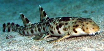 Olaganustu Kesif Yuruyebilen Kopek Baligi Bilim Insanlarini Hayrete Dusurdu Foto Galerisi