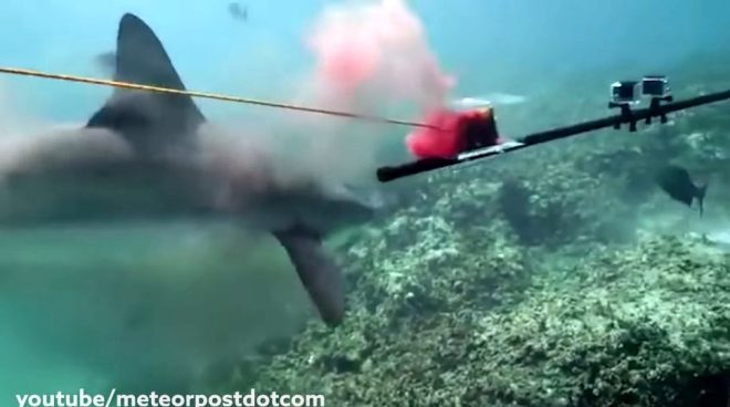 YouTuber Mark Rober'ın çılgın deneyi yürekleri ağızlara getirdi! Okyanusa kan döküp köpekbalıklarının arasına daldı