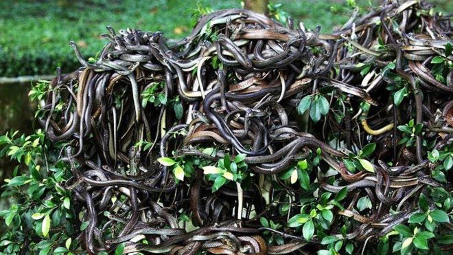 Brezilya'daki yılan adasından bir kare