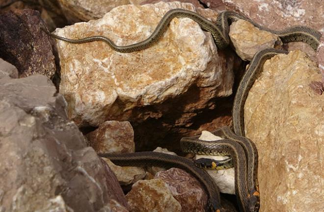 Burası Brezilya değil, Anadolu'nun bir köyü! Yılanları bu halde görenler donup kalıyor