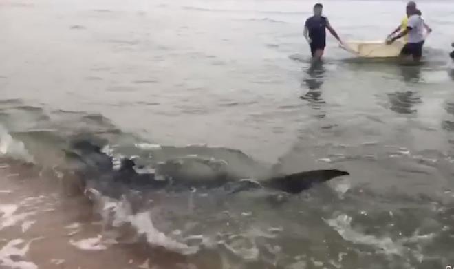 Mavi canavar kumsala kadar geldi! Denizdeki turistler bir anda çığlık çığlığa kaçıştı