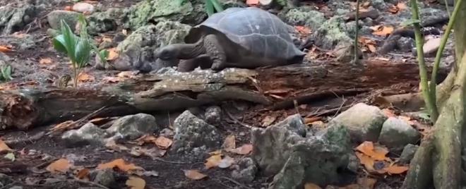 Beklenmedik olay! Otçul olarak bilinen dev kaplumbağa yavru kuşu yedi