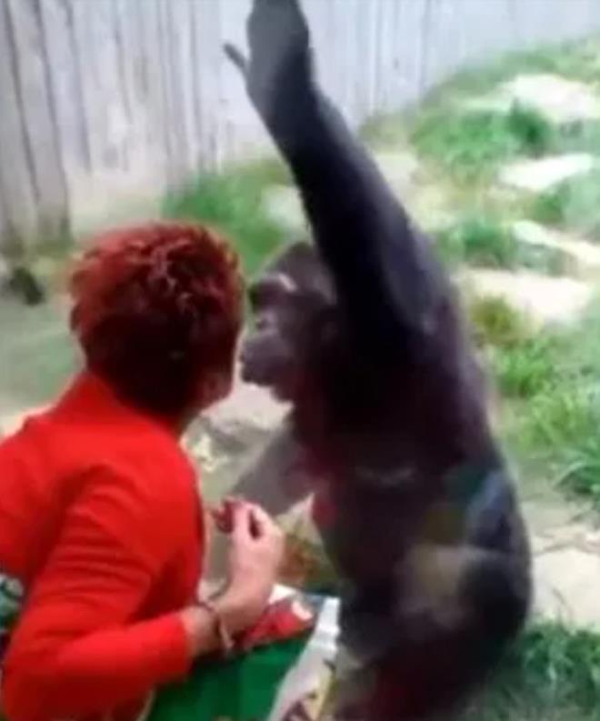 Maymuna aşık olan yaşlı bayan, hayvanat bahçesinden kovuldu