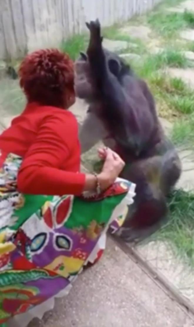 Maymuna aşık olan yaşlı bayan, hayvanat bahçesinden kovuldu