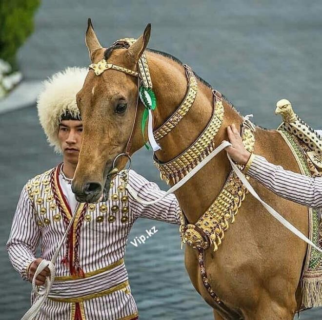 3 bin yıl evvel evcilleştirilmiş dünyanın en hoş Türkmen Atı: Ahal Teke