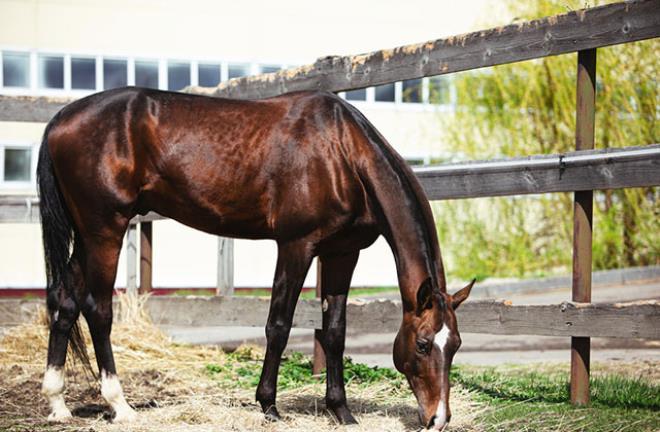 3 bin yıl evvel evcilleştirilmiş dünyanın en hoş Türkmen Atı: Ahal Teke