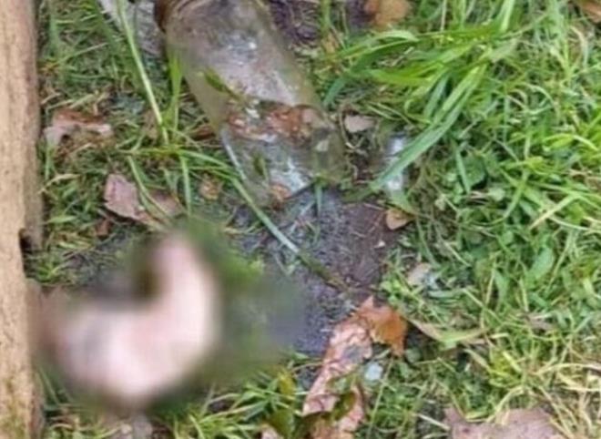 Annesinin bahçesini temizleyen adam kavanoz içinde kesilmiş cinsel organ buldu