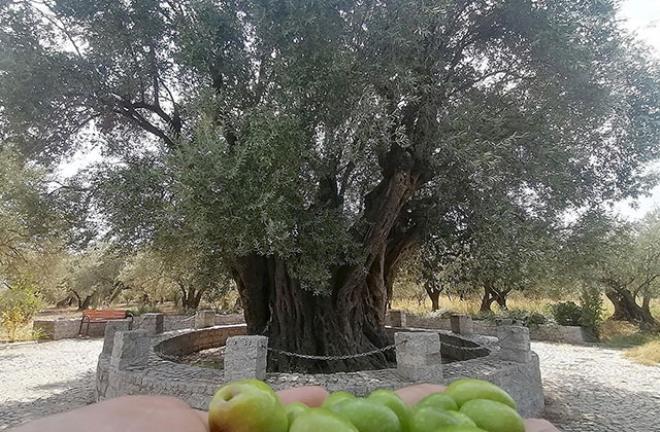 Hz. Meryem'in diktiğine inanılıyor! Bir dua ile günümüze kadar kök salan ağaç meyve verdi