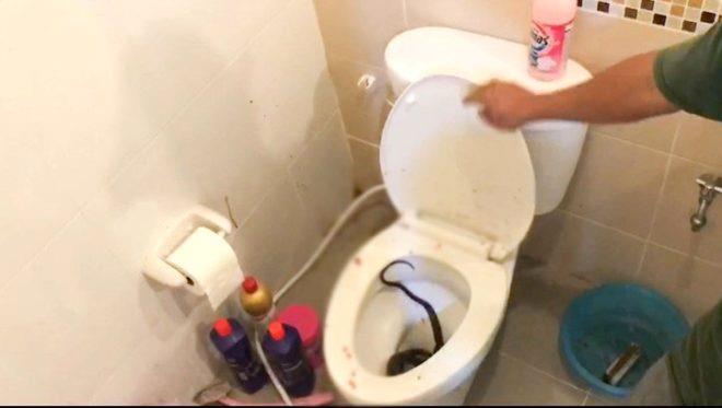 Yılan delikten bir anda fırladı! Tuvalete giren küçük kız feci şekilde can verdi