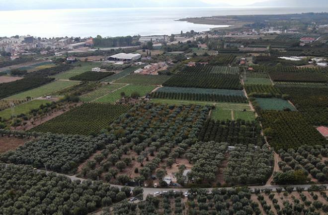 100 yılın en büyük keşfi! Kazmayı vurdukça zeytin tarlasından tarih fışkırıyor