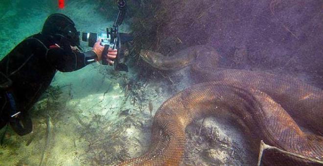 Irmağa dalış yapan fotoğrafçı burun buruna geldi! Tam 7 metre uzunluğunda, 90 kilo yükünde