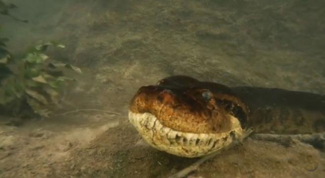 Irmağa dalış yapan fotoğrafçı burun buruna geldi! Tam 7 metre uzunluğunda, 90 kilo yükünde