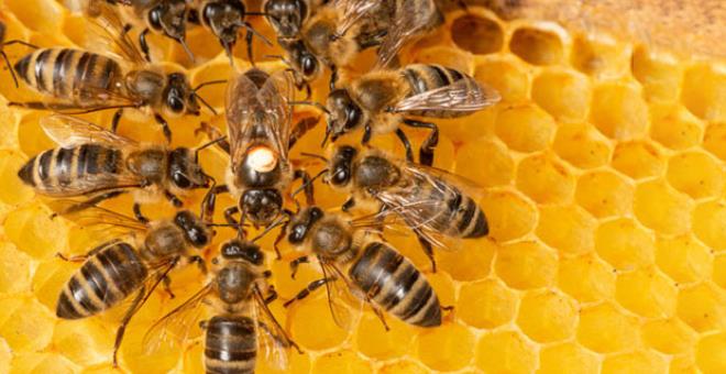 Kaçak kraliçe arı, peşinden sürüklediği 10 bin arıyla ağaç kovuğunda bulundu