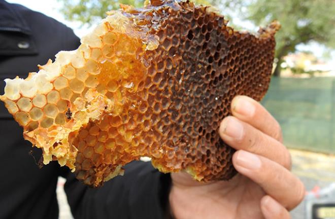 Kaçak kraliçe arı, peşinden sürüklediği 10 bin arıyla ağaç kovuğunda bulundu