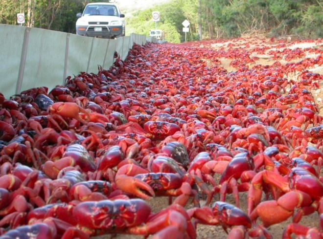 Çiftleşme göçü başladı! Koskoca ada, bu manzarayla kırmızıya döndü