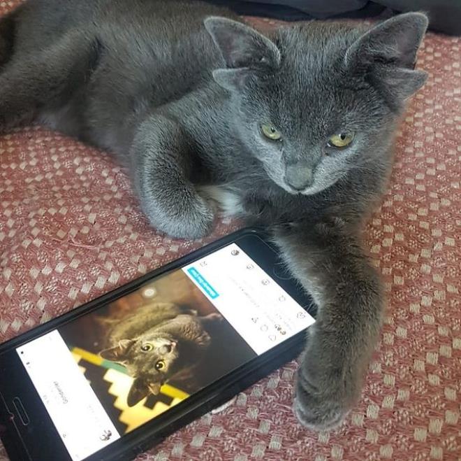 Dört kulaklı dünyaya gelen kedi görenleri hayrete düşürüyor « Haber Ortaköy  | Ortaköy&#39;ün haber sitesi…
