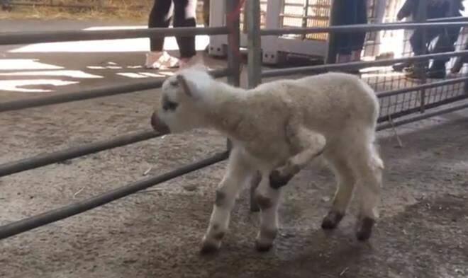 5 bacaklı doğan kuzuyu gören çiftçi, şaşkına döndü