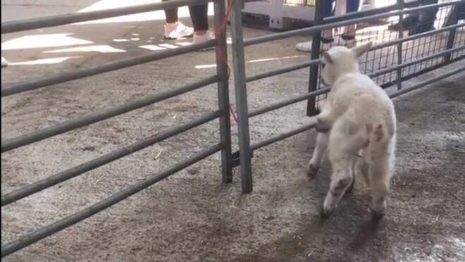 5 bacaklı doğan kuzuyu gören çiftçi, şaşkına döndü