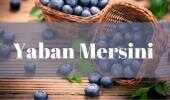 Yaban Mersini