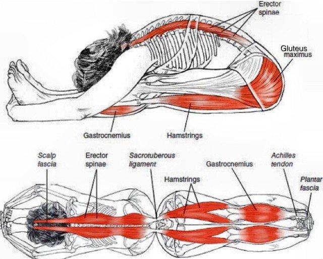 Paschimottanasana