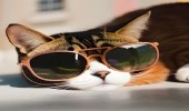 Güneş gözlüklü kedi