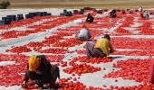 Kuru domatesin Diyarbakır'dan İtalya'ya Uzanan Lezzet Yolculuğu