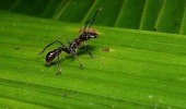 Karıncanın İntiharı: Değerin Küçümsendiği Anlar