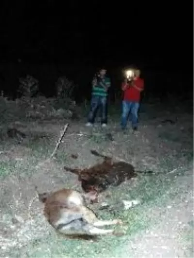 Kesilen eşeklerin etleri piyasaya sürülmeden ele geçirildi