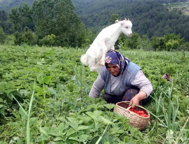 6 Aylık Sevimli Oğlak, Sahibinin Sırtından İnmiyor