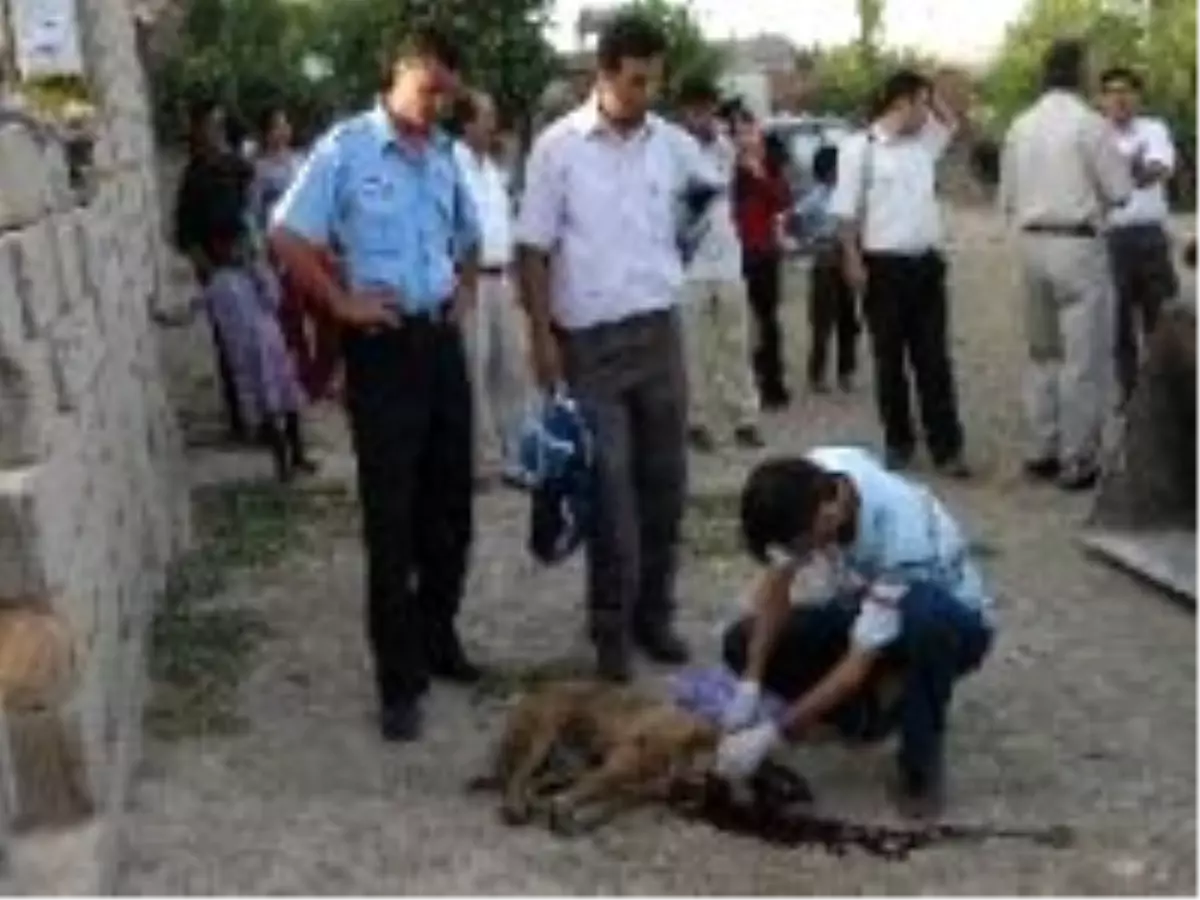 Nusaybin De 10 Kisiyi Isiran Kopek Kuduz Cikti 2 Mahalle Karantinaya Alindi Haberler