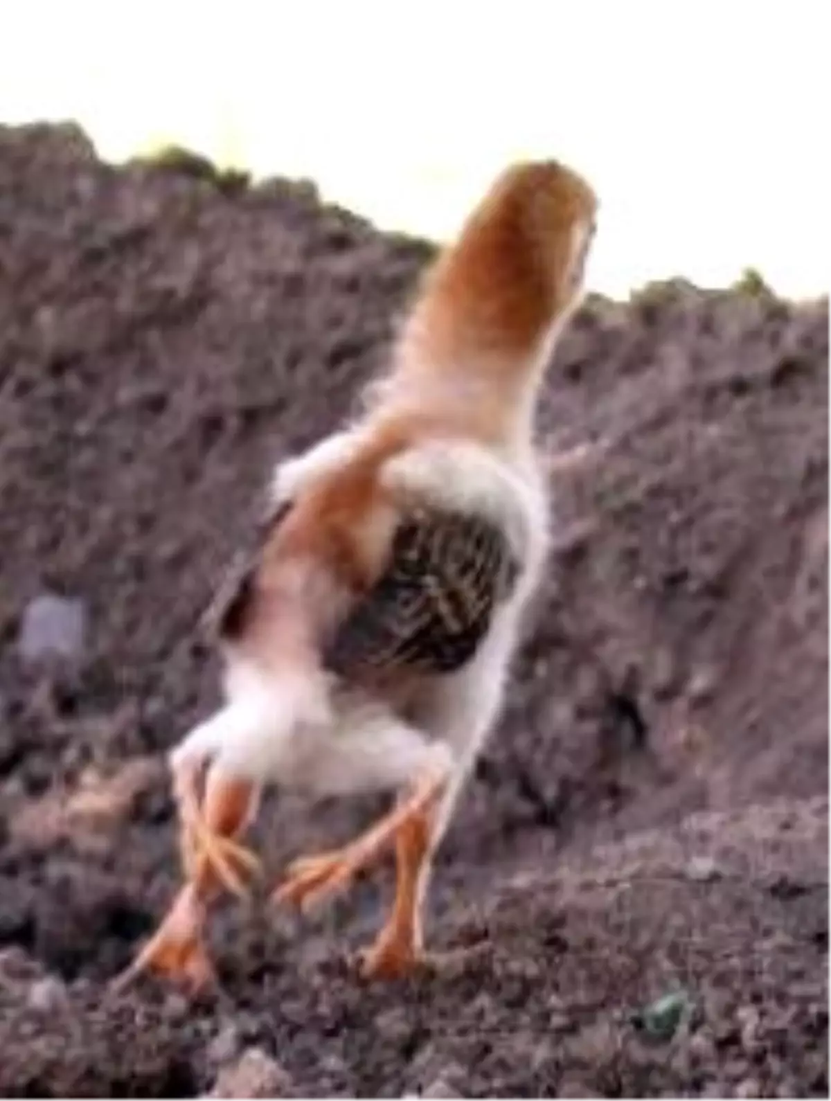 4 Ayakli Civcivi Kedi Yedi Haberler