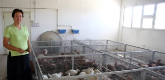 Sıcaktan Bunalan Tavuklar, Klimalı Kümeslerde Serinliyor
