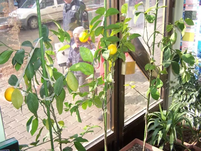 Kırıkkale'de Limon Yetiştirildi Kırıkkale'de Limon Yetiştirildi