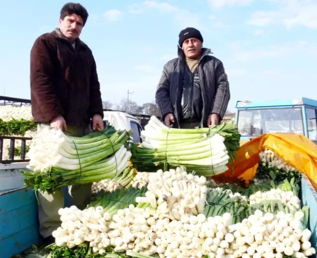 Bafra Ovası�ndaki Pırasa Üreticileri Dertli Haber