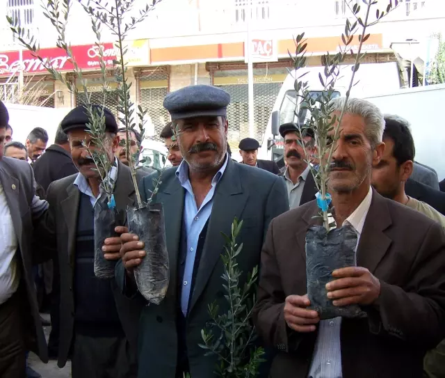 30 Bin Zeytin Fidanı Dağıtıldı