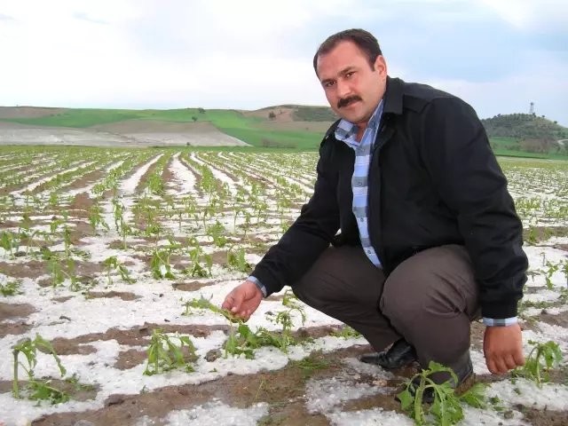 Aniden yağan dolu ayçiçeğe büyük zarar verdi Aniden yağan dolu ayçiçeğe büyük zarar verdi