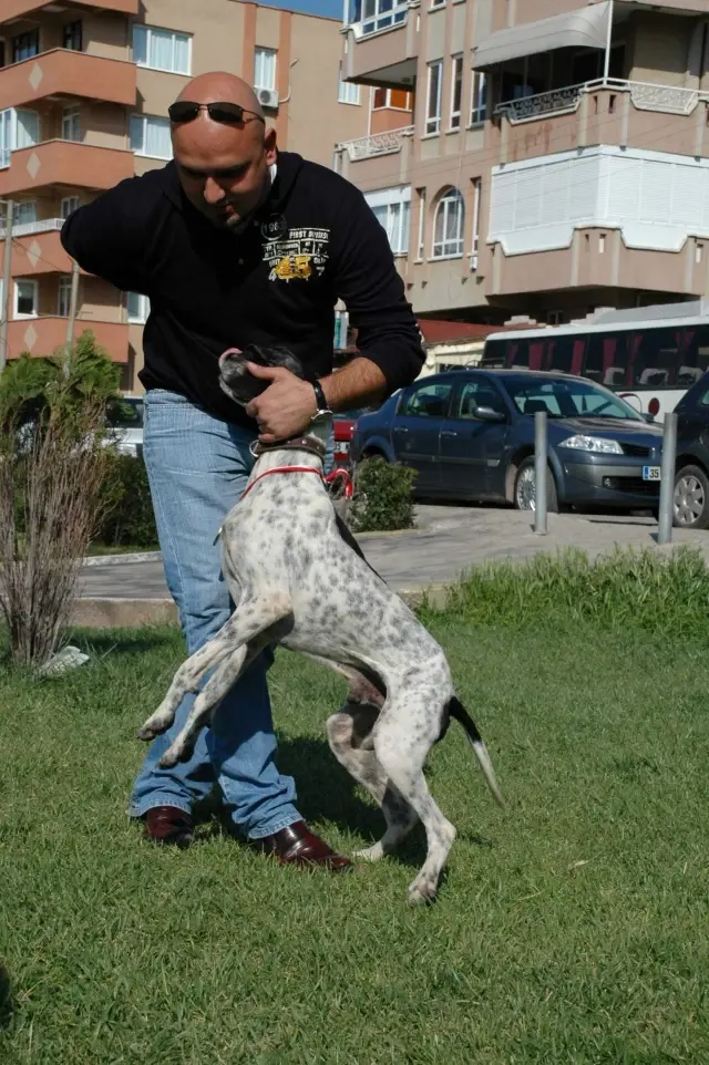 Foça�da Av Köpeği Yarışları Yapıldı Haberler