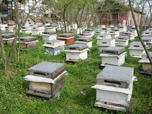 'Arılar Olmasa İnsanlık Ancak 4 Yıl Yaşayabilir'