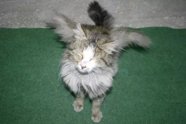 kanatli kedi bir aile tarafindan